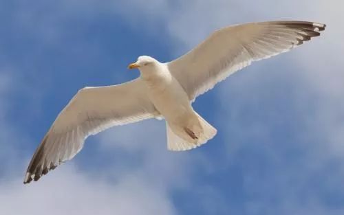  布莱顿海鸥展翅高飞，主场击退争四劲敌